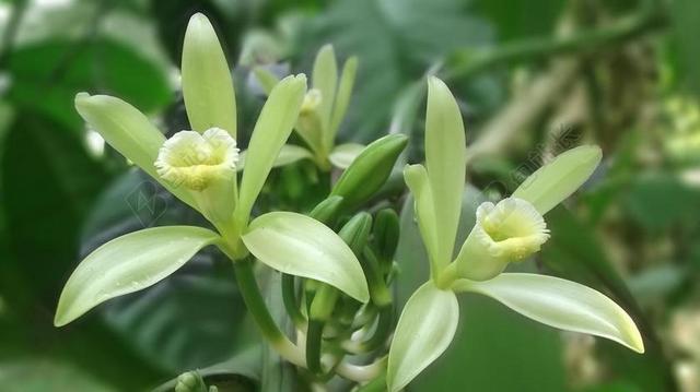 香草花 香草 白 黄色 花园 自然 绿色 荚兰