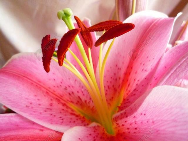 百合 花 粉红色 百合花 花瓣 特写 水华 开花 雄蕊