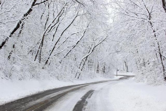 雪 雪路 冬天 自然 冷 冻结 森林 树 暴雪