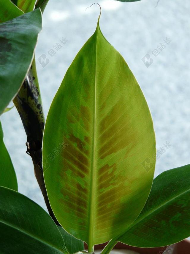 叶子 香蕉叶 绿色 香蕉灌木 香蕉树 香蕉植物 厂