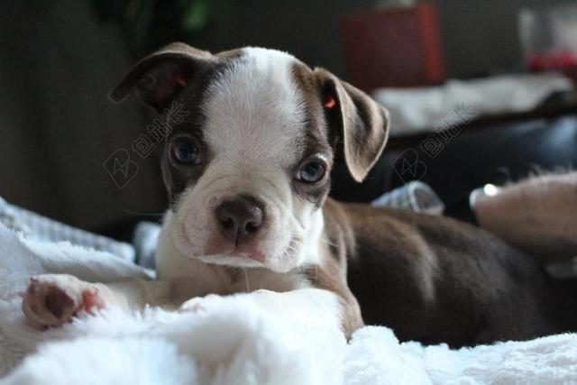 波士顿梗犬 小狗 动物 宠物 小猎犬 照片 可爱的 婴儿