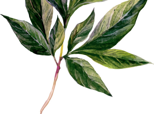 手绘小清新绿色植物免抠素材