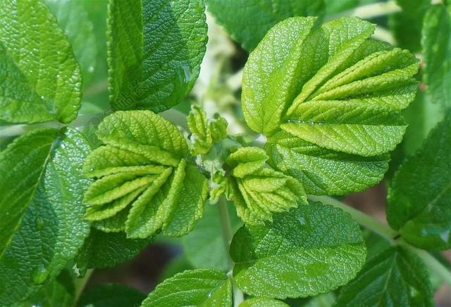 新叶 藿香玫瑰 玫瑰 雨湿 绿色 植物 叶子 植物区系 花园