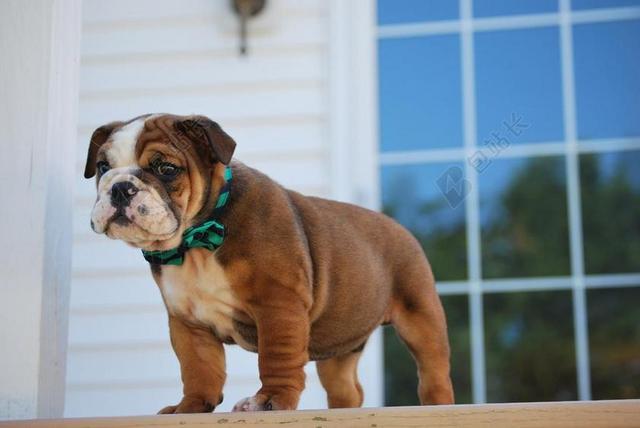 牛头犬 小狗 狗 动物 可爱 宠物 纯繁