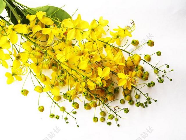 决明子 淋浴 金 树 白 夏天 开花 金链花 下降 清洗