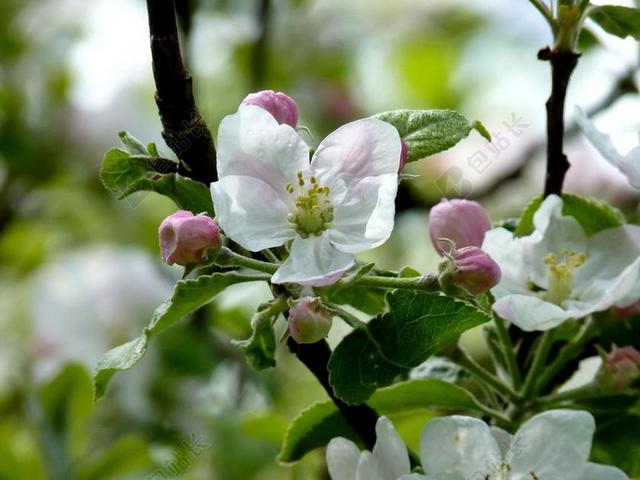 苹果 开花 树 春天 苹果花 苹果树 性质 粉红色 叶子
