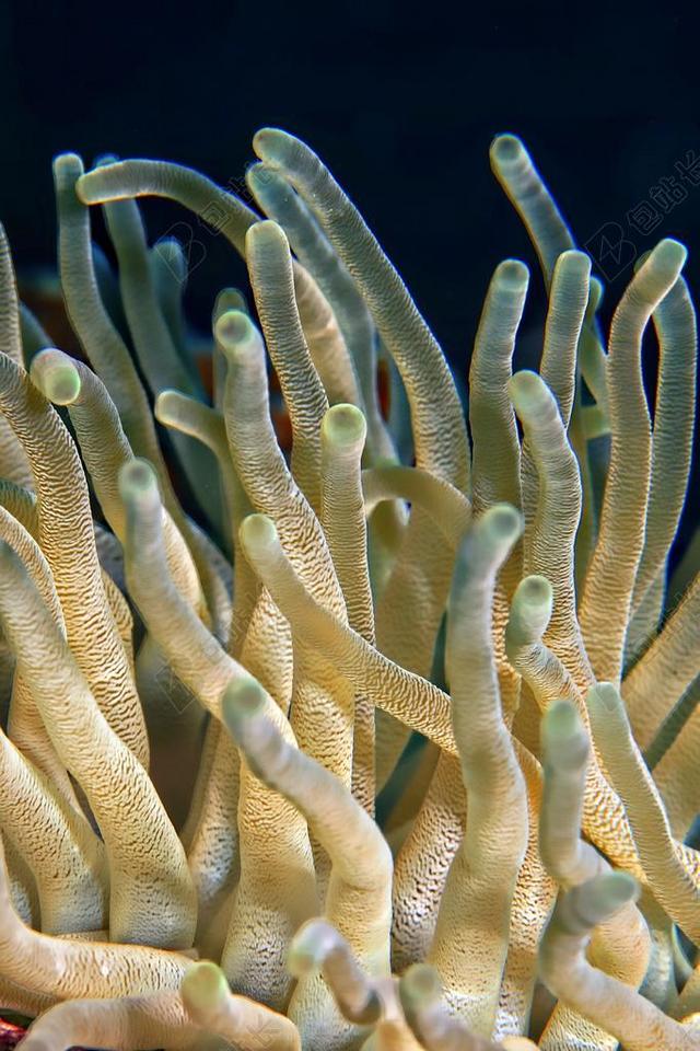 水下 植物 珊瑚 海洋 海 特写 自然 深 跳水 水肺潜水