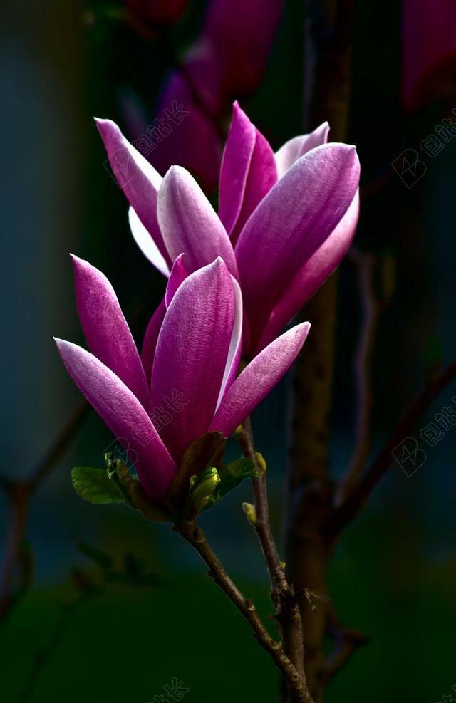 玉兰 美丽 鲜花 粉红色 花瓣 FLOSSOM 春
