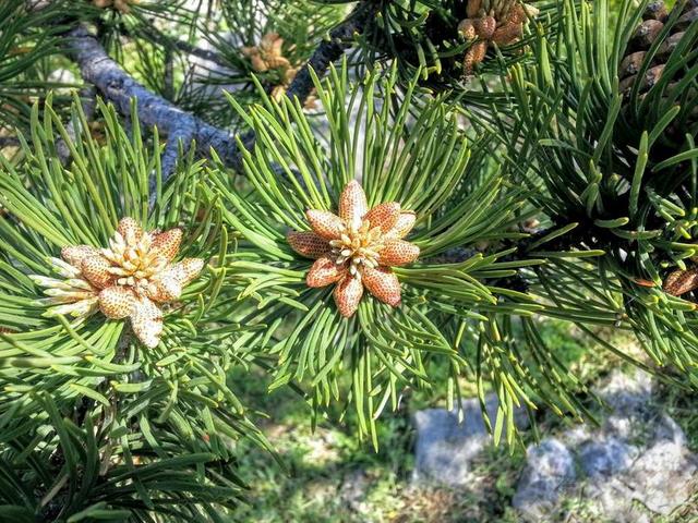 松 树 花粉 花 常绿 绿色 自然 春 公园