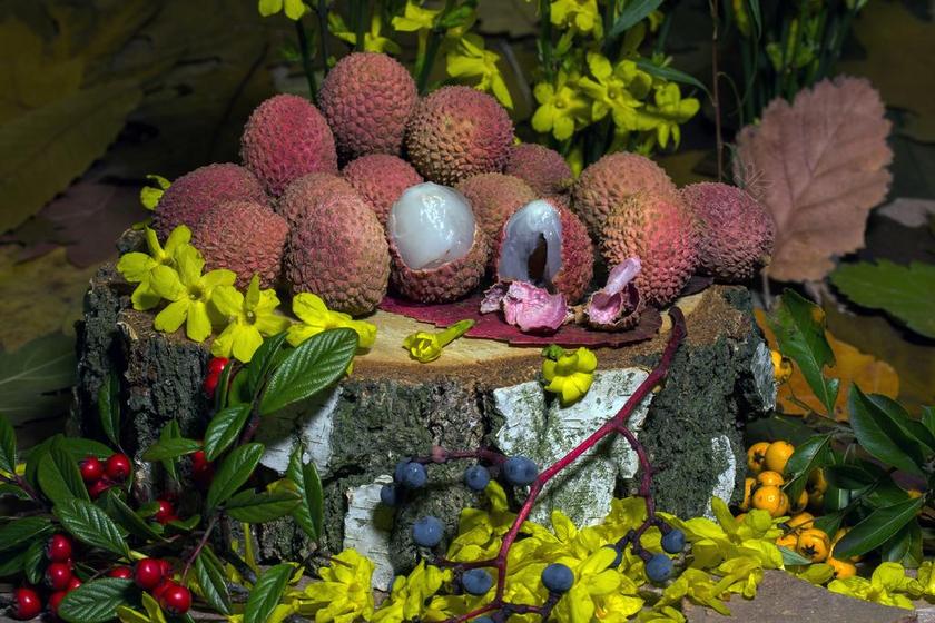 植物木桩上的荔枝和鲜花背景图片