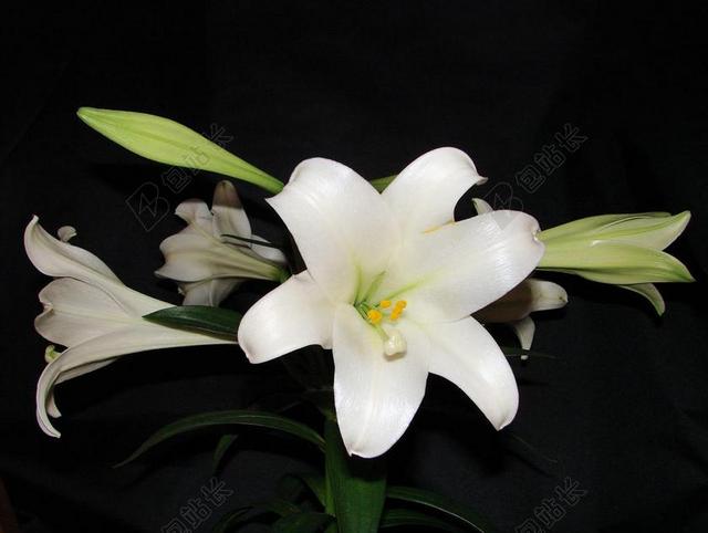 植物唯美白色的绽放百合背景图片