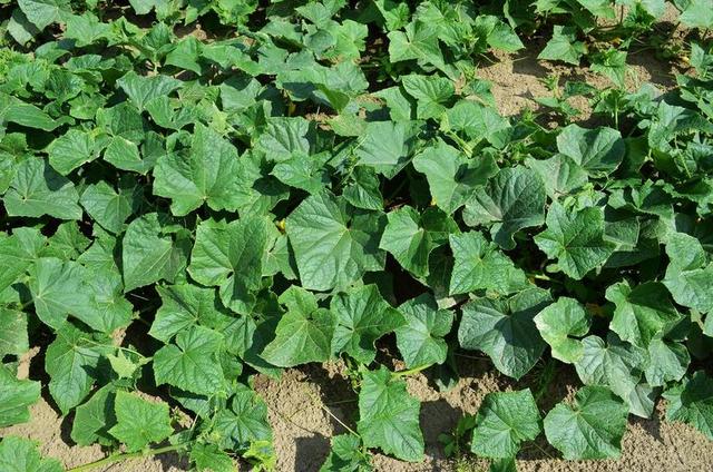 黄瓜 蔬菜 植物 鲜花 健康 农业 培养的 字段 食品