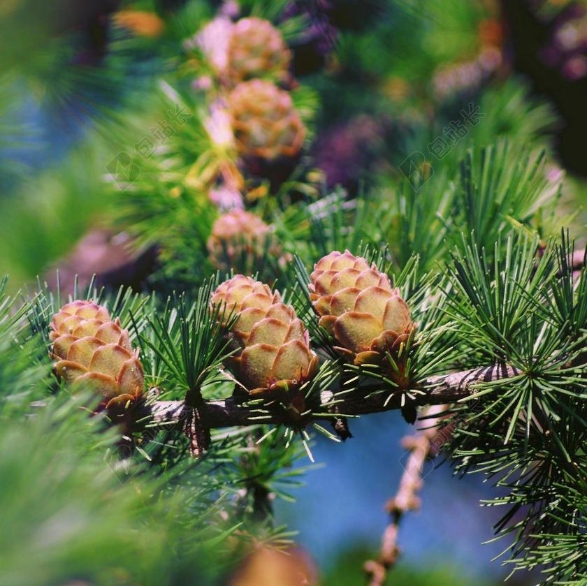 落叶松 落叶松球果 枝 落叶松针 针 针叶树 清晰度 特写