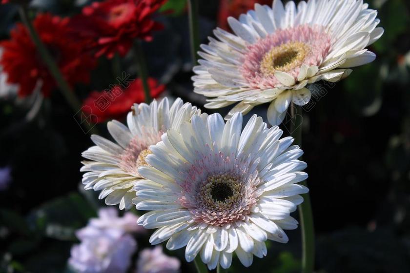 非洲菊 白 鲜花 花 水华 开花 春 植物 花的 装饰