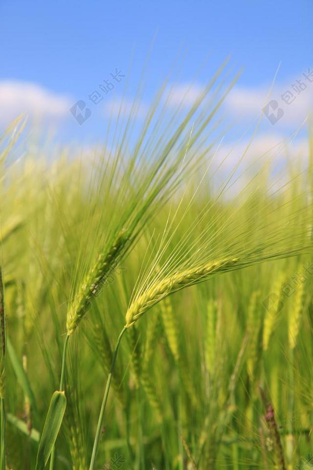 大麦 小麦 字段 EPI