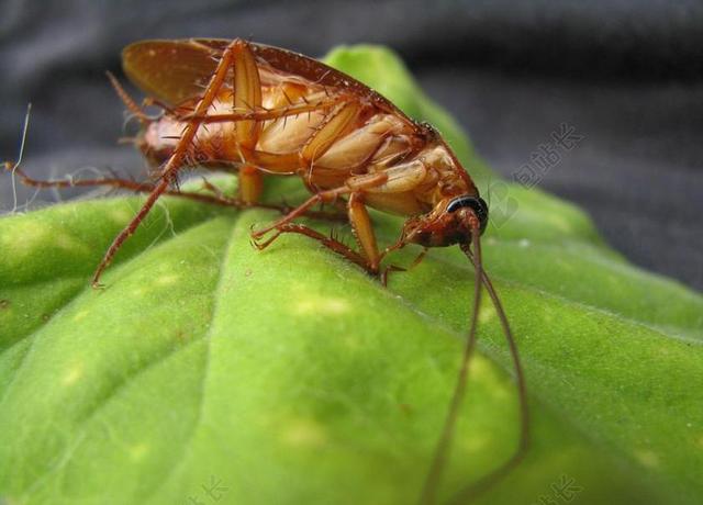 蟑螂 昆虫 甲虫，昆虫 害虫 疾病 恶心的 天线 生物 脏