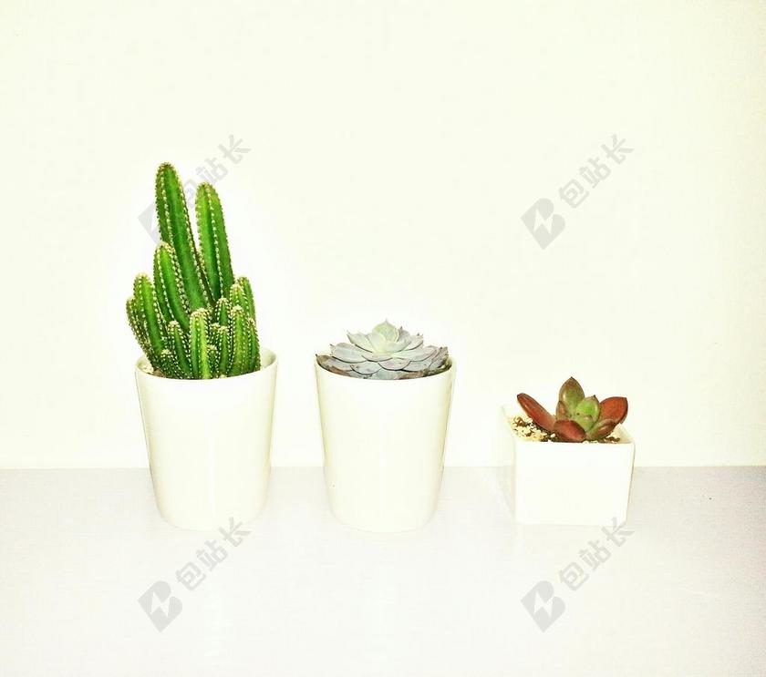 植物 绿色 盆栽 仙人掌 多肉植物