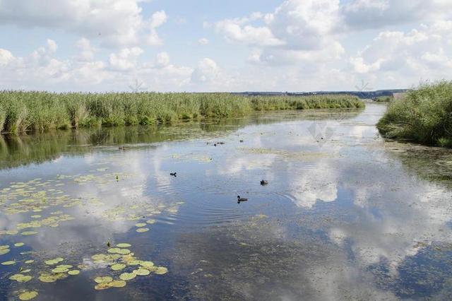 景观 春天湖 自然保护区 性质 高沼地 湿地 夏季 草 芦苇