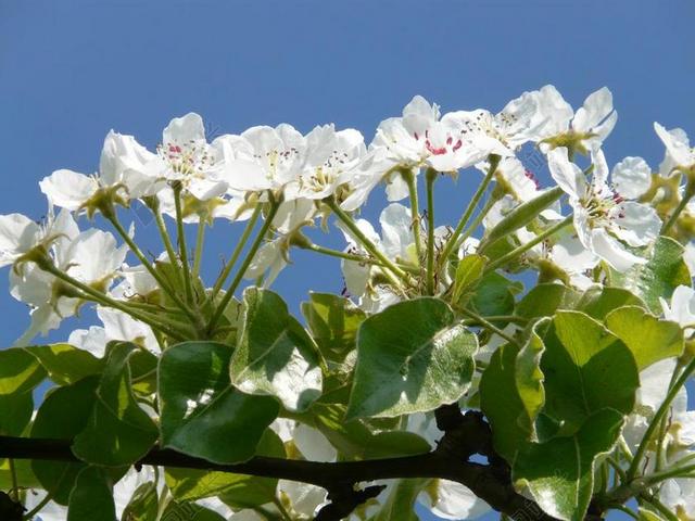 梨花 梨 开花 盛开 白