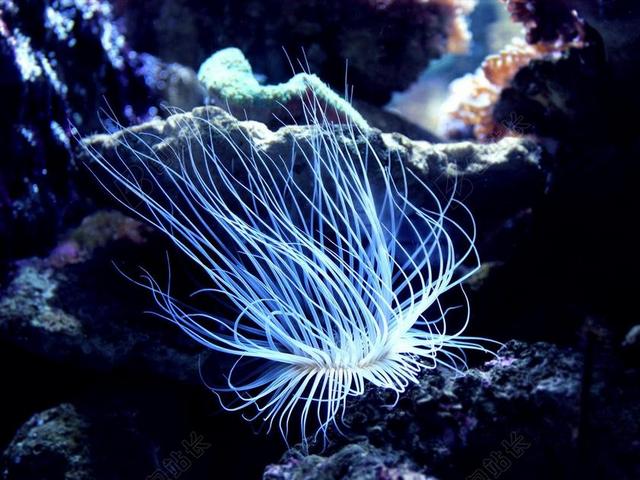唯美海底的珊瑚背景图片