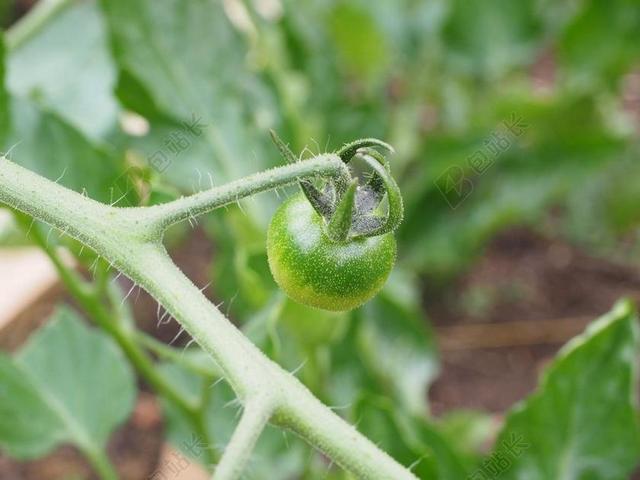 番茄 绿色 蔬菜 未成熟的