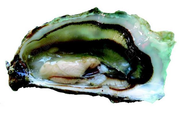牡蛎 海鲜 滨海夏朗德 BOUCHOLEURS 轮廓 剪裁