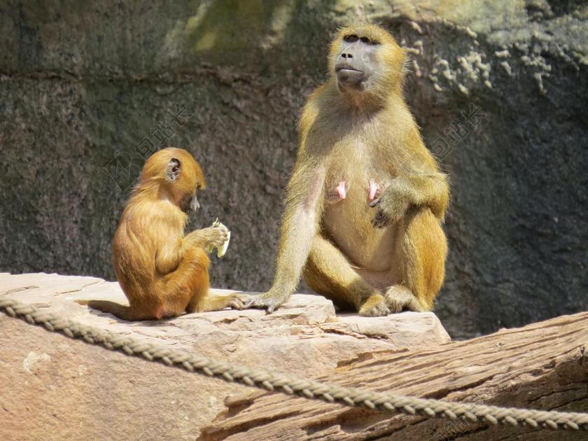 猴子 巴巴利猿 猕猴西尔瓦努斯 桃花心木 猕猴物种 旧世界猴亲戚