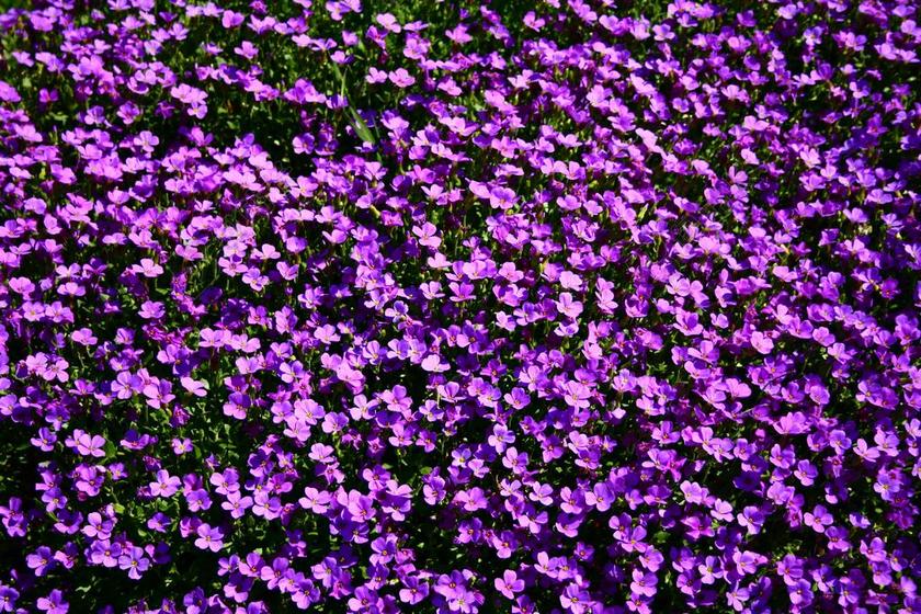 花坛 鲜花 夏天 夏季 紫罗兰色 野花