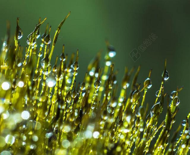 清晨的露珠露水在草绿叶上背景图片