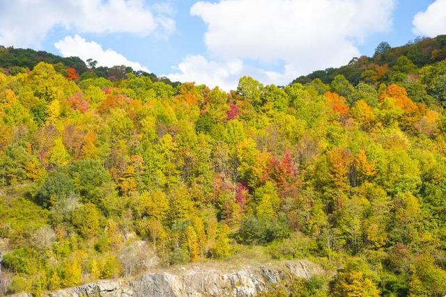 秋 叶子 秋天树叶 自然 季节 秋天的树叶 颜色 小山 山