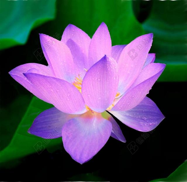 莲花 花 睡莲蓝 水生植物 睡莲科 粉色 和平