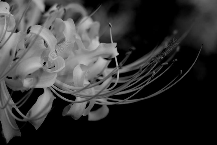 浪漫白色的花瓣背景图片