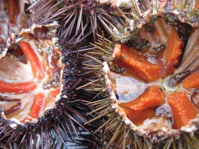 餐饮时尚海胆食用海鲜背景图片