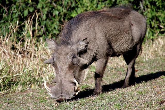 WARTHOG 猪 野猪 非洲 野生 野生动物 动物 哺乳动物