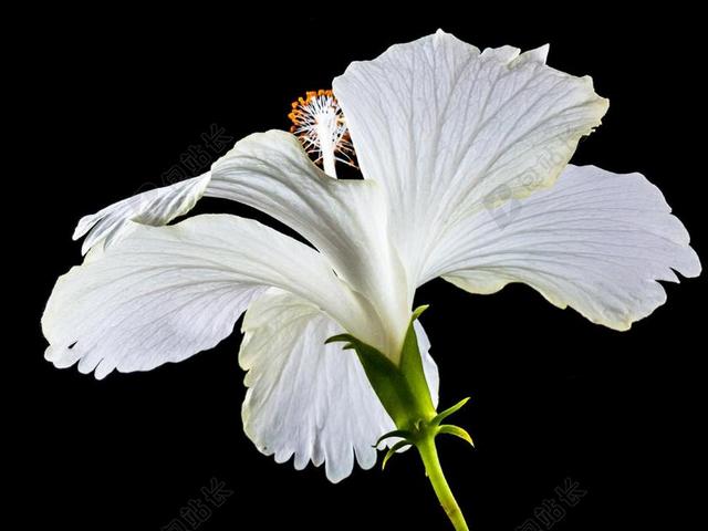 芙蓉 开花 花 白 棉花糖 锦葵 锦葵科