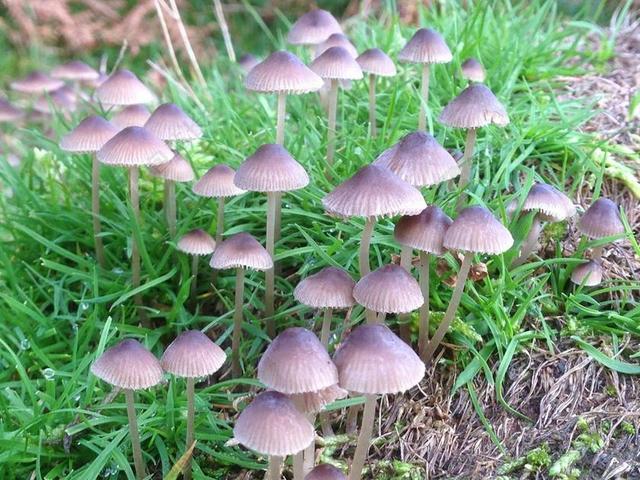 蘑菇 真菌 菌类 野生 帽 自然 植物 有机 植物学