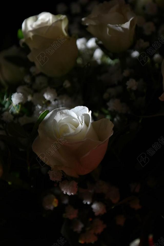 玫瑰 白 花 鲜花 花束 束玫瑰 白玫瑰