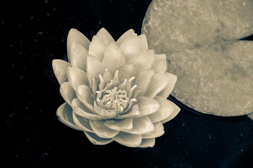 灰白植物特写灰白的荷花背景图片