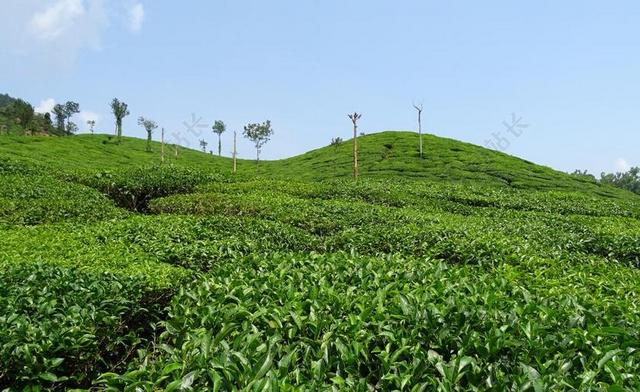 清新茶花园背景图片