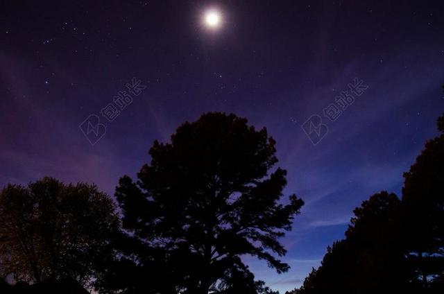 树 森林 月光 太阴 自然 木材 剪影 夜 黑暗 月光下