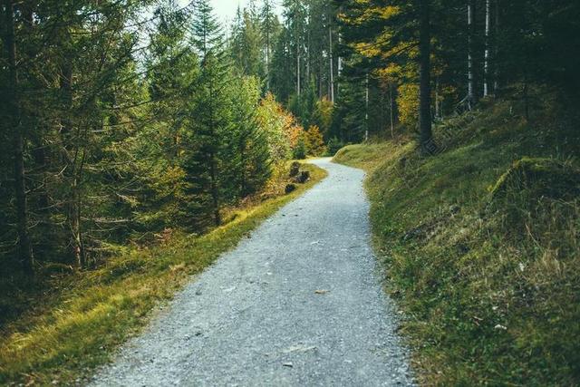 步道 森林 伍兹 环境 树 自然 徒步旅行 路径 通路