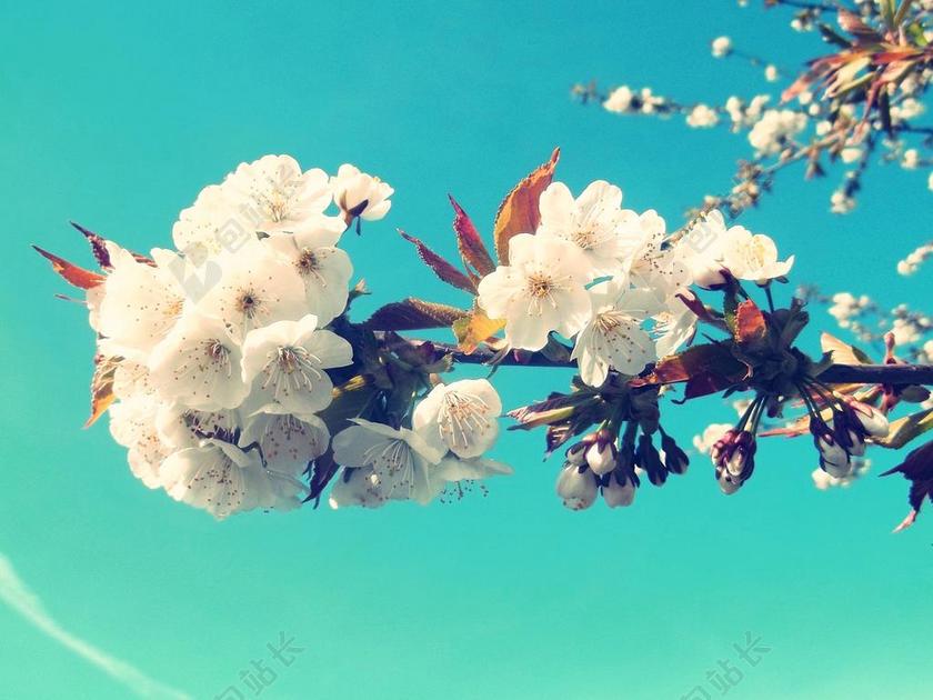 樱花 鲜花 春天 性质 树 厂  白 盛开 白花