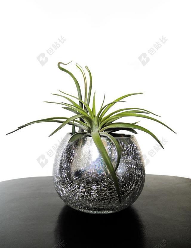 空气的植物 铁 植物 叶 凤梨科 花盆