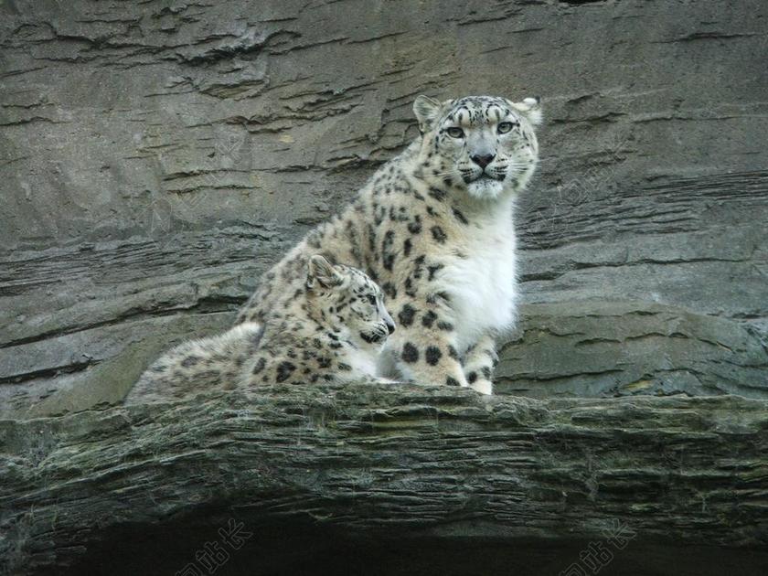 雪豹 幼仔 婴儿 动物 动物园 毛皮 野生动物