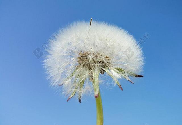 蒲公英 天空 春天 蓝色的天空 清澈的蓝天 心情 性质 蓝色