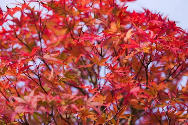 唯美日本枫叶红叶背景图片