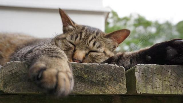 猫咪 猫的脸 睡眠 宠物 手 双脚 动物