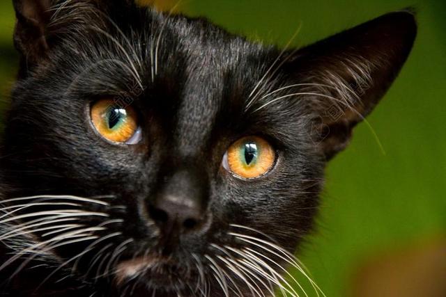 唯美黑猫瞳孔背景图片