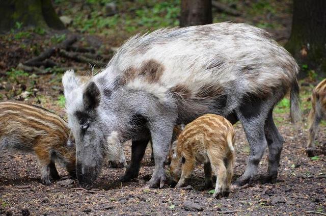 野猪 森林 生态园 居斯特罗