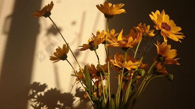 鲜花 太阳 黄色 花束 自然 夏天 气氛 大气